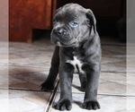 Small Photo #7 Cane Corso Puppy For Sale in PALMDALE, CA, USA