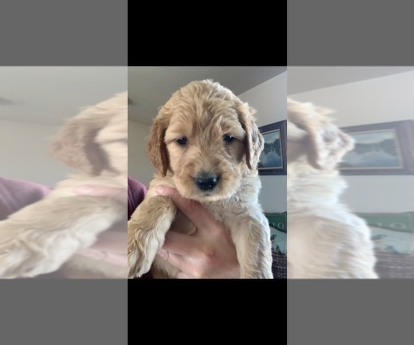 Medium Photo #31 Goldendoodle Puppy For Sale in RATHDRUM, ID, USA