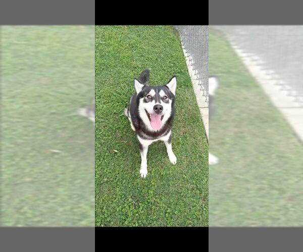 Medium Photo #1 Siberian Husky Puppy For Sale in Texas City, TX, USA