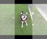JUNO - Female Siberian Husky Dog for Adoption - Small photo