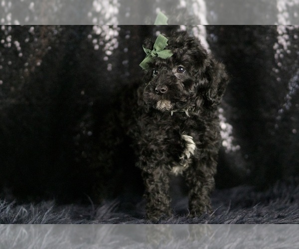 Medium Photo #6 Goldendoodle (Miniature) Puppy For Sale in WARSAW, IN, USA