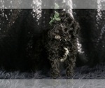 Small #5 Goldendoodle (Miniature)