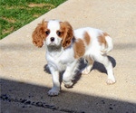 Puppy Pudge Cavalier King Charles Spaniel