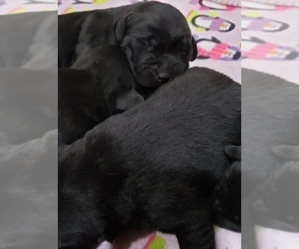 Medium Photo #25 Labrador Retriever Puppy For Sale in OLYMPIA, WA, USA