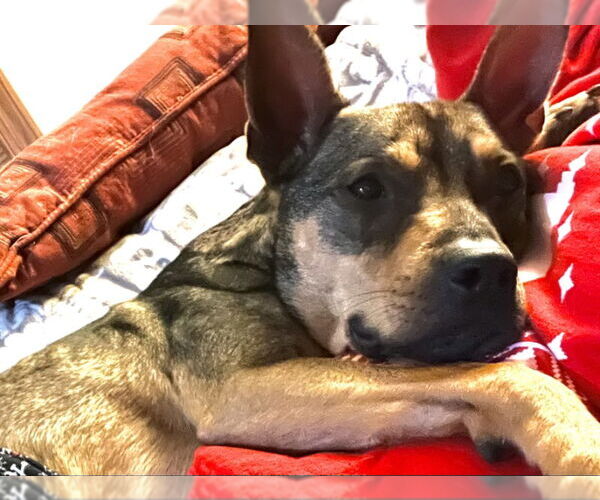 Medium Photo #8 Mutt Puppy For Sale in Fairfax, VA, USA