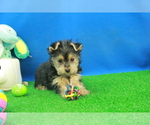 Small Photo #5 Yorkshire Terrier Puppy For Sale in HICKORY, NC, USA