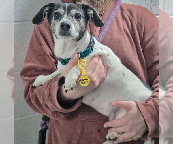 Medium Photo #3 Jack-Rat Terrier Puppy For Sale in Huntley, IL, USA