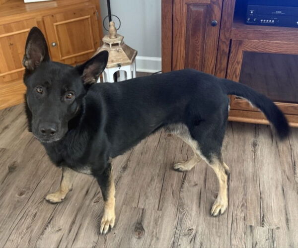 Medium Photo #1 German Shepherd Dog Puppy For Sale in Winston Salem, NC, USA