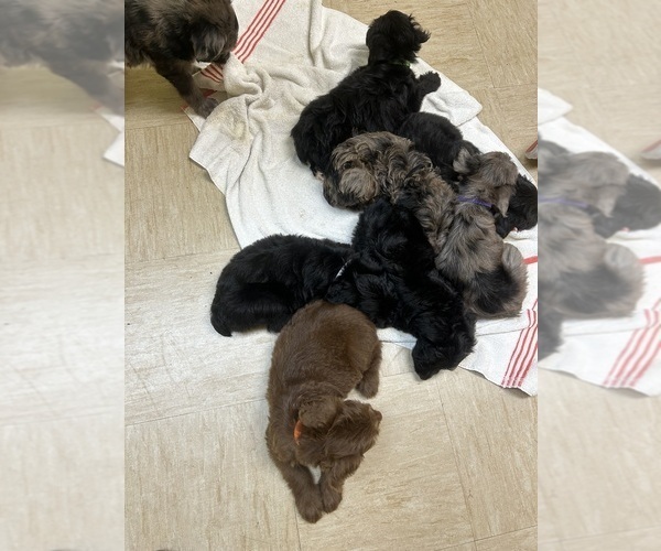 Medium Photo #1 F2 Aussiedoodle Puppy For Sale in BUSH, LA, USA