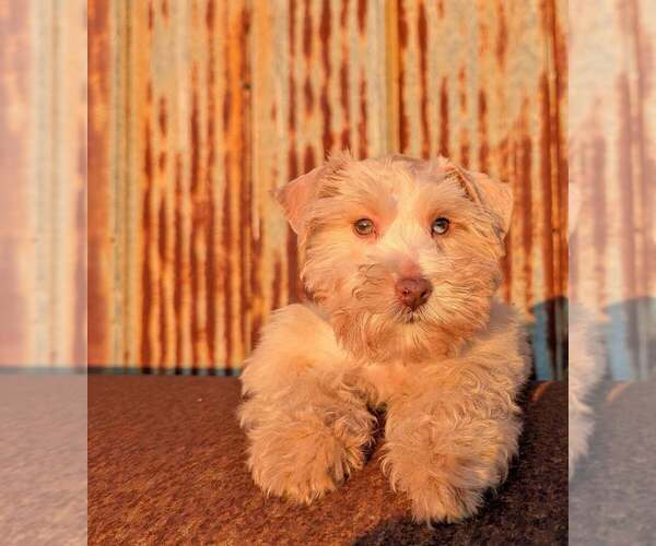 Medium Photo #1 Schnauzer (Miniature) Puppy For Sale in UNADILLA, GA, USA