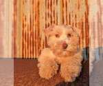 Graham - Male Schnauzer (Miniature) Puppy for Sale - Small photo