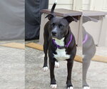Small Photo #42 American Staffordshire Terrier-Unknown Mix Puppy For Sale in Rosenberg, TX, USA