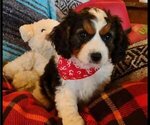 Puppy Oreo Cavachon-Cavapoo Mix