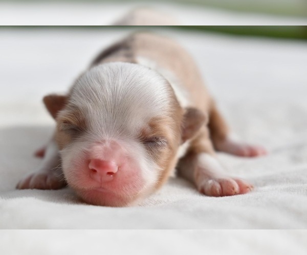 Medium Photo #2 Miniature Australian Shepherd Puppy For Sale in PALM COAST, FL, USA