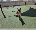 Small #8 German Shepherd Dog Mix