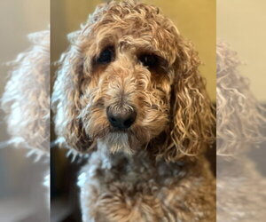 Trooper Dec 24 - Male Goldendoodle Dog for Adoption - Photo #12