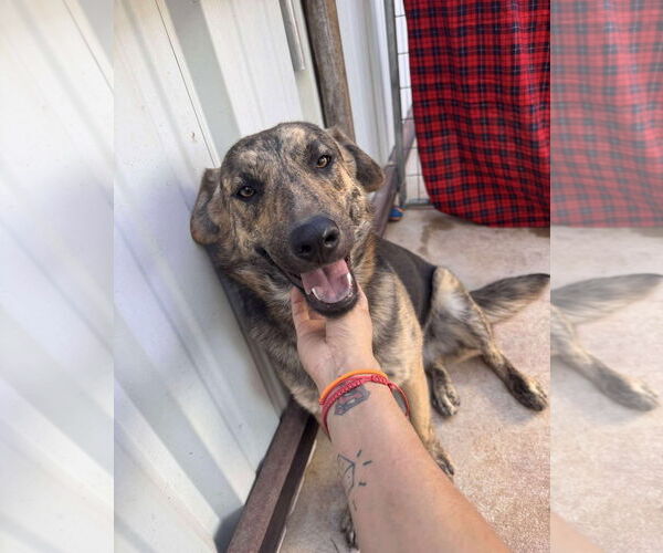 Medium Photo #4 Plott Hound-Unknown Mix Puppy For Sale in Grafton, WI, USA