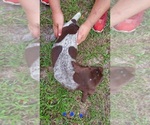 Small Photo #7 German Shorthaired Pointer Puppy For Sale in FORT WHITE, FL, USA