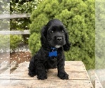 Small #1 Cocker Spaniel