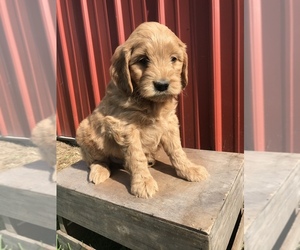 Medium Goldendoodle