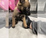 Small Photo #148 Belgian Malinois Puppy For Sale in REESEVILLE, WI, USA