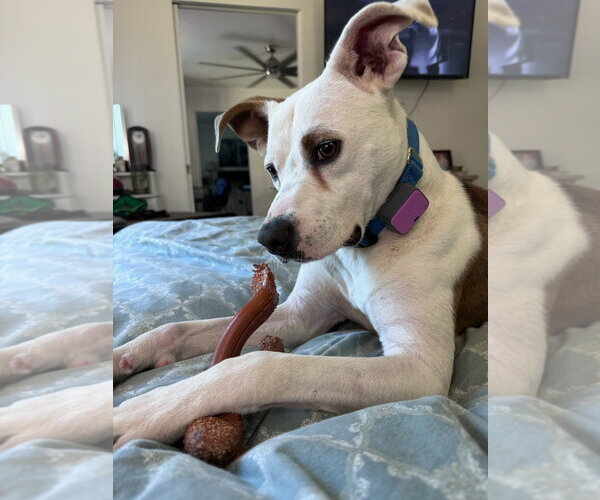 Medium Photo #5 Mutt Puppy For Sale in Atlanta, GA, USA