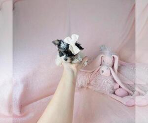 Biewer Terrier Puppy for sale in FORT LAUDERDALE, FL, USA