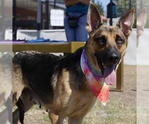 German Shepherd Dog-Unknown Mix Dogs for adoption in San Antonio, TX, USA