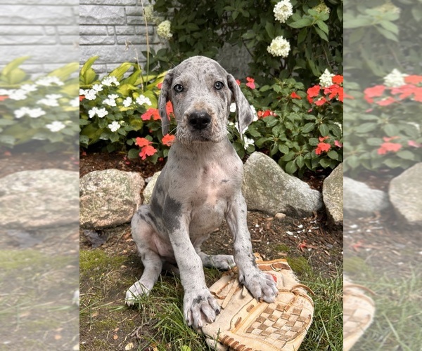Medium Photo #2 Great Dane Puppy For Sale in MIDDLEBURY, IN, USA