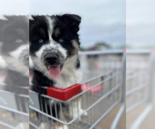 Full screen Photo #11 Siberian Husky Puppy For Sale in SUGAR LAND, TX, USA