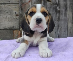 Beagle Puppy for sale in EVERETT, WA, USA