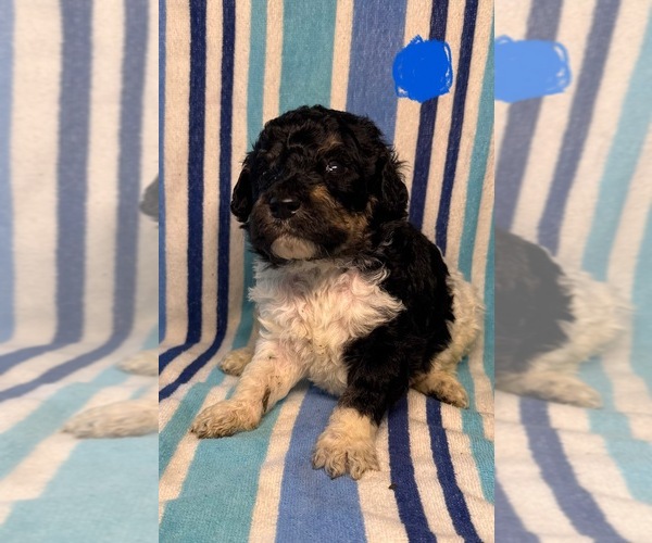 Medium Photo #6 Goldendoodle Puppy For Sale in WOODLEAF, NC, USA
