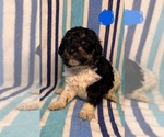 Small #5 Goldendoodle