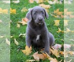 Small Photo #1 Labrador Retriever Puppy For Sale in FREDERICKSBG, OH, USA