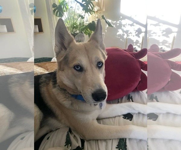 Medium Photo #3 German Shepherd Dog-Siberian Husky Mix Puppy For Sale in Spring Lake, NC, USA