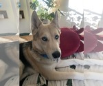 Small #2 German Shepherd Dog-Siberian Husky Mix