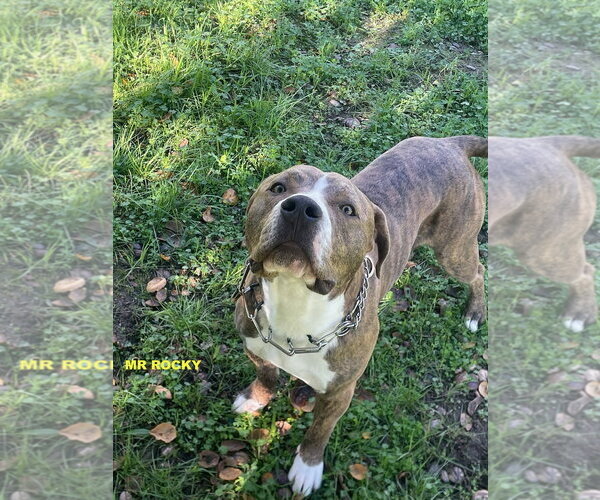 Medium Photo #8 Mutt Puppy For Sale in Woodland Hills, CA, USA
