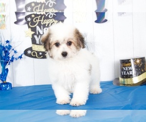 Havanese Puppy for sale in MOUNT VERNON, OH, USA