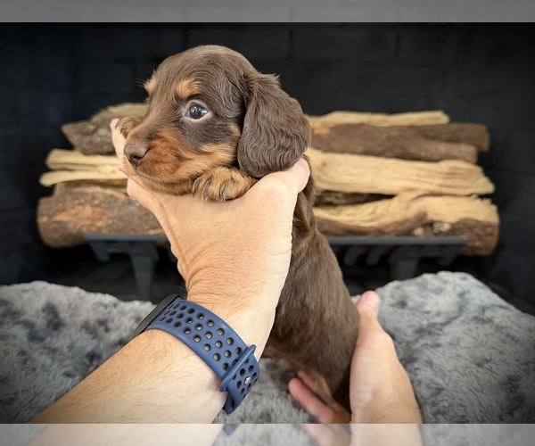 Medium Photo #4 Dachshund Puppy For Sale in ROCKWALL, TX, USA
