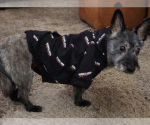 Toto - Male Cairn Terrier-Unknown Mix Dog for Adoption - Photo #7