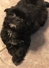 Shih Tzu Puppy for sale in MEMPHIS, TN, USA