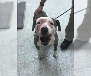 Mutt Dogs for adoption in Conroe, TX, USA