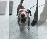Small Mutt