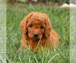 Small #3 Miniature Labradoodle