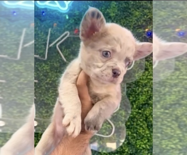 Medium Photo #22 French Bulldog Puppy For Sale in ATLANTA, GA, USA