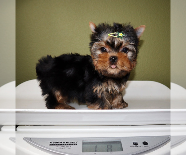 Medium Photo #5 Yorkshire Terrier Puppy For Sale in LOS ANGELES, CA, USA