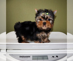 Small #4 Yorkshire Terrier