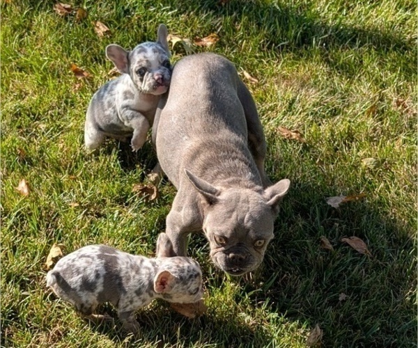 Medium Photo #10 French Bulldog Puppy For Sale in GOSHEN, IN, USA