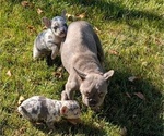 Small #8 French Bulldog