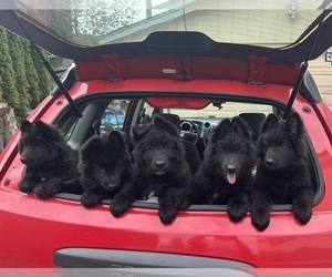 Belgian Sheepdog Puppy for Sale in PUYALLUP, Washington USA